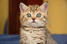 Картинки по запросу кот удивлён