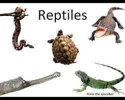 Resultado de imagen de LOS REPTILES