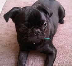 Image result for pugs