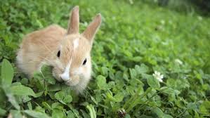 Image result for RABBIT