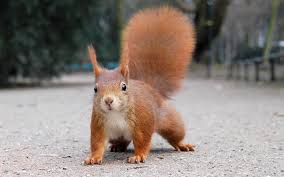 Image result for cute squirrel