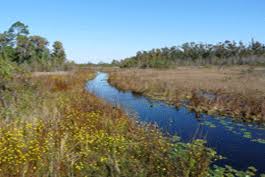 Image result for okefenokee swamp