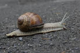 Résultat de recherche d'images pour "escargot bourgogne"