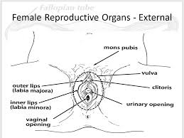 Image result for how to insert male organ into female organ