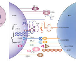 The Immunological Synapse