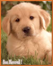 Résultat de recherche d'images pour "golden retriever fille rich"