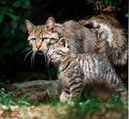 Europäische Wildkatze - Bund für Umwelt und Naturschutz