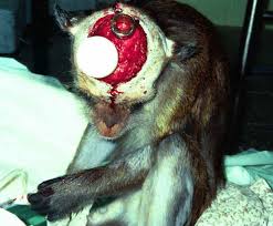 Image result for MONKEYS