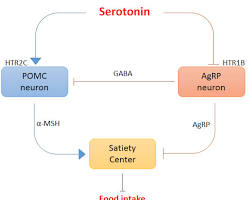 Serotonin and appetite diagram