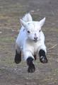 Bilder av pygmy goats
