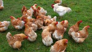 Avian influenza detected in Gloucestershire poultry farm
