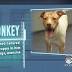 Daybreak Adopt-A-Pets: Jan. 22, 2015