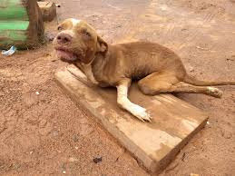 Cachorro com deficiência é abandonado em estrada e ...