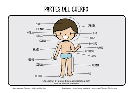 Resultado de imagen para cuerpo humano