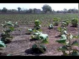 Image result for sagwan image green tree image