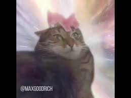 Résultat de recherche d'images pour "cat toothbrush gif"