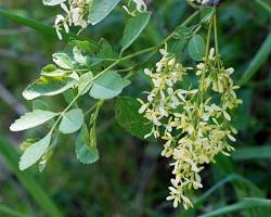 Image of California Ash tree