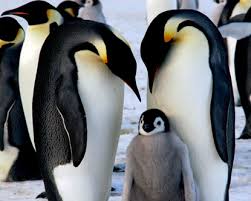 Image result for penguin proposal