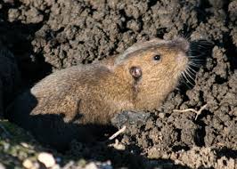 Image result for pocket gophers