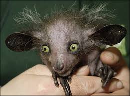 Image result for crazy animals