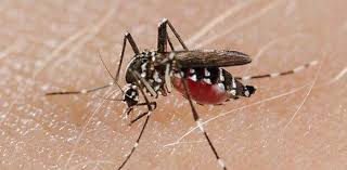 Trend Google: chikungunya