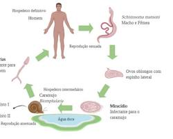 Imagem de Ciclo de vida do Schistosoma mansoni