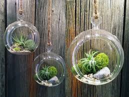 Image result for terrarium