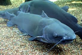 Channel Catfish