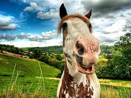 Znalezione obrazy dla zapytania uśmiechnięty koń