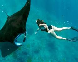 Gambar Manta Ray in Nusa Penida