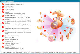 Resultado de imagen de videos de adenohipofisis