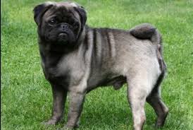 Image result for pugs