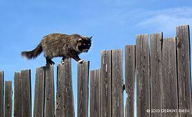 Image result for cat on a fence
