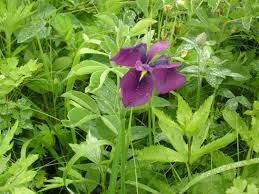 Résultat de recherche d'images pour "hokkaido signs in russian"