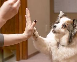 person training a dogの画像