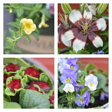 Image result for monrovia green pot