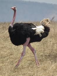 Image result for ostrich