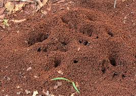 Image result for crayfish chimneys