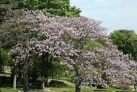 Image result for "Foxglove Tree"