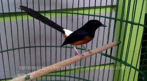 Hasil gambar untuk murai batu