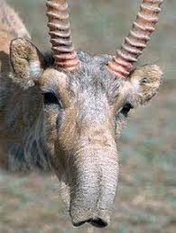 Résultat de recherche d'images pour "saiga antelope"