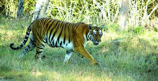 Image result for images of bandipur national park