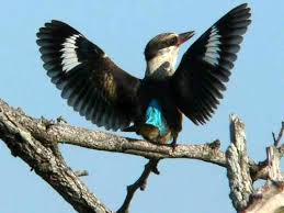 Image result for brown hooded kingfisher