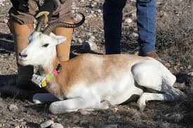 Résultat de recherche d'images pour "dama gazelles"