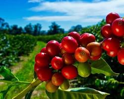 Image of Coffee Farm in Hawaii