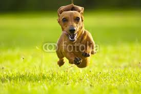 Super Dachshund by ANDREW NORRIS, Royalty free stock photos ... - 400_F_34478305_Fp4ZobtL2TfCVskm9RCocrROm7o3QPuW