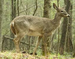 Image result for paiute indians