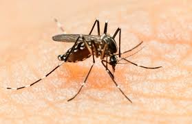 Image result for zika virus