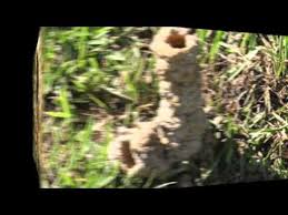 Image result for crayfish chimneys