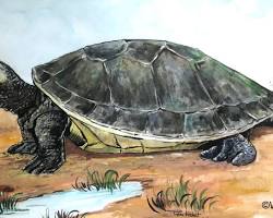 A Royal Turtle, also known as the Southern River Terrapin.